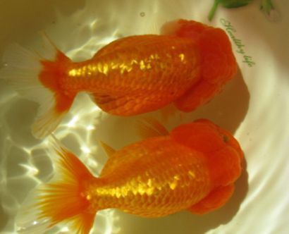 金魚最建議買的三個品種