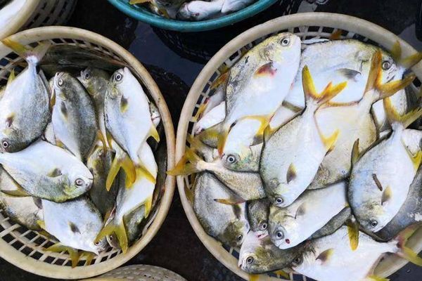 金鯧魚是海魚嗎