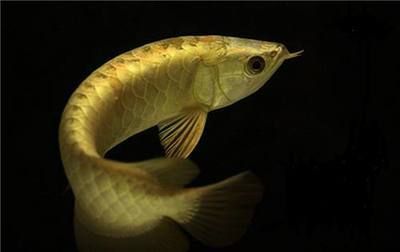 龍魚食欲不好什么原因引起的：龍魚出現厭食的情況可能是因為消化不良導致的，飼養者需停止喂食