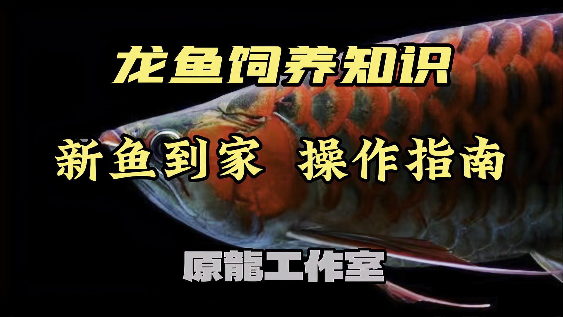 新手養(yǎng)龍魚注意事項