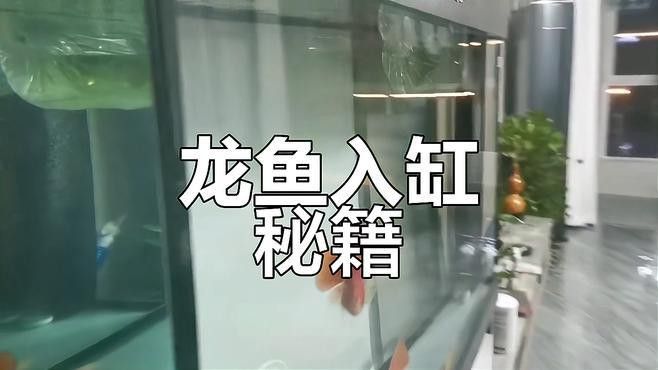 新手養(yǎng)龍魚注意事項