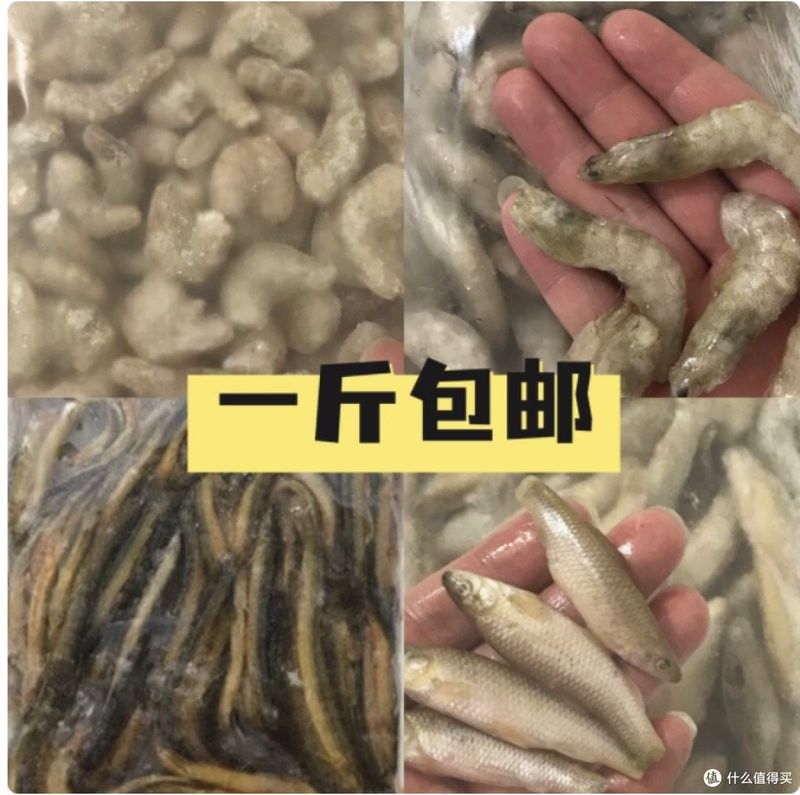 龍魚吃凍蝦需要去頭嗎？