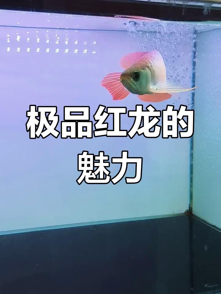 哪里可以購買到高端紅龍魚？
