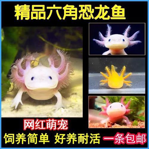哪里可以購買到高品質的金色龍魚？