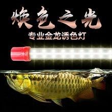 龍魚燈的價(jià)格范圍