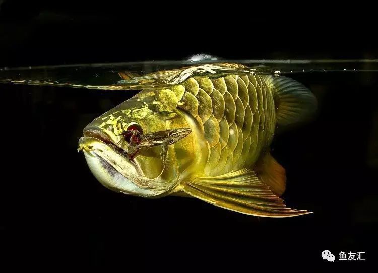 龍魚撞缸后多久會恢復食欲？