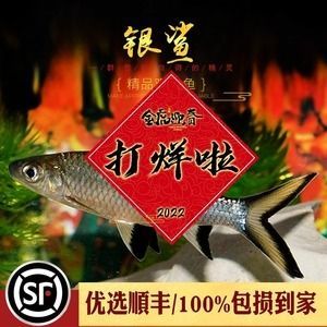 紅龍魚最好的配魚（什么魚配紅龍魚最好）