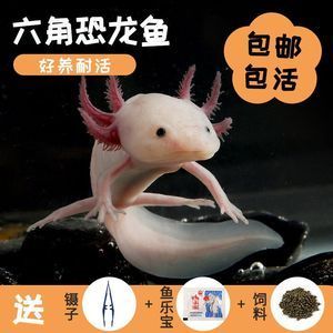 龍魚和恐龍魚適合養在一起嘛：龍魚與恐龍魚混養的日常飼料選擇，龍魚與龍魚混養的日常飼料選擇