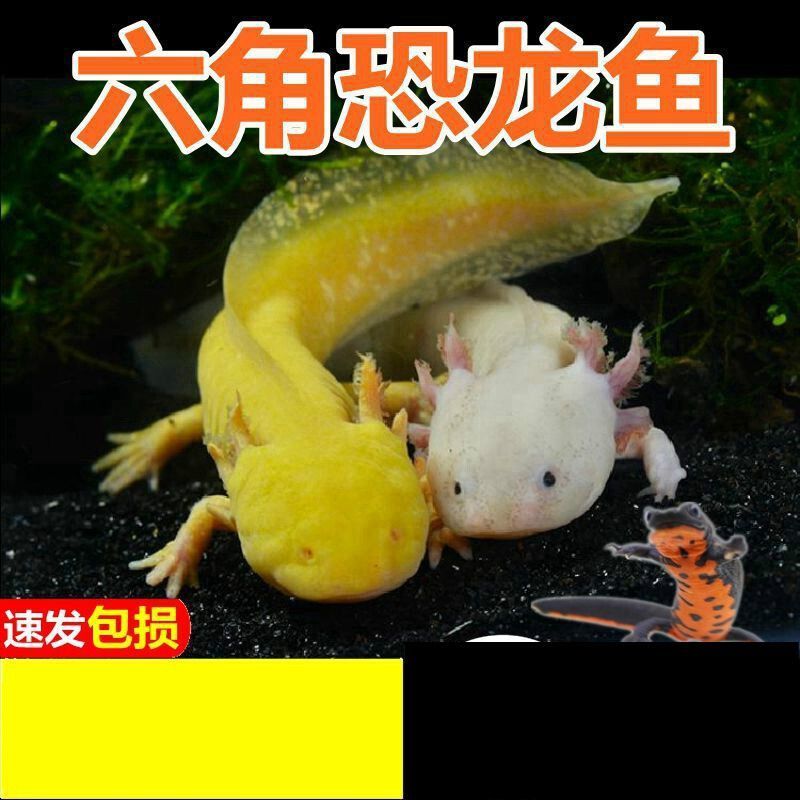 龍魚和恐龍魚適合養在一起嘛：龍魚與恐龍魚混養的日常飼料選擇，龍魚與龍魚混養的日常飼料選擇
