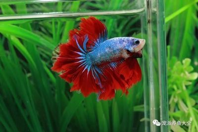 最漂亮的龍魚（最漂亮的幾種龍魚品種）