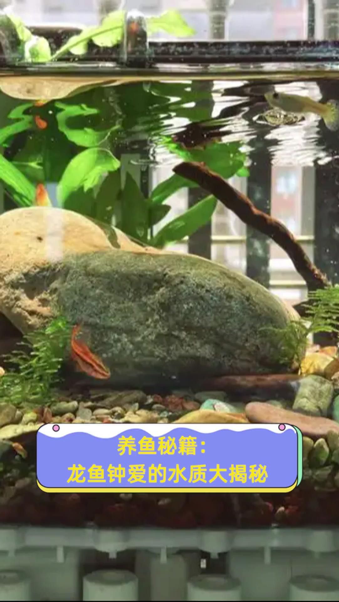 如何設置古龍魚缸的水質參數？