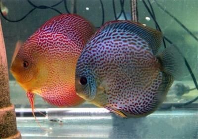 龍魚(yú)和七彩神仙魚(yú)在某些情況下可以混養(yǎng)，但并非沒(méi)風(fēng)險(xiǎn)：龍魚(yú)和七彩神仙可以混養(yǎng)嗎