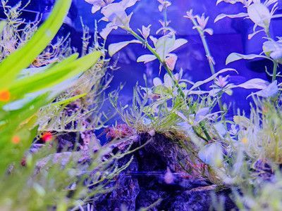 有腳的龍魚（龍魚是一種珍貴的觀賞魚，具有悠久的歷史和文化背景）