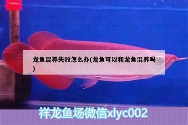 龍魚混養失敗怎么辦：混養龍魚失敗的原因包括環境不適應、水質問題、食物不適宜以及人為因素