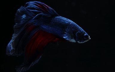 藍色金龍魚價格表（藍色金龍魚價格波動原因如何辨別藍色金龍魚健康狀況）