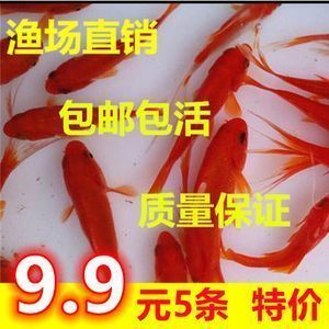龍魚只吃飼料怎么辦啊：如何自制龍魚活餌飼料,龍魚凍干蟲品牌推薦