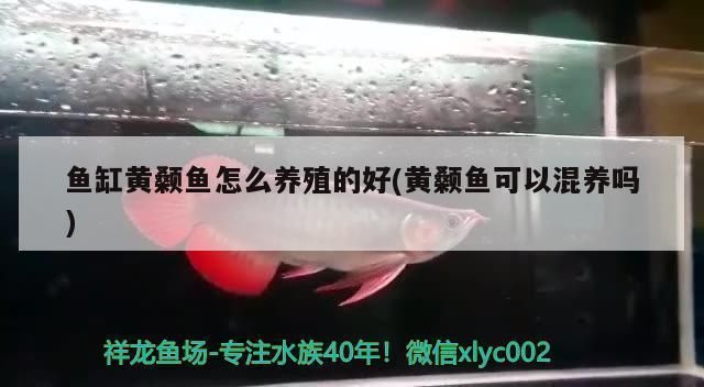 龍魚飼料選擇指南：2024年的龍魚飼料排行榜：龍魚飼料選擇指南