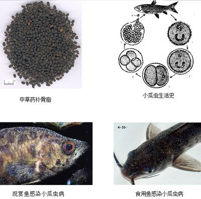 龍魚飼料選擇指南：2024年的龍魚飼料排行榜：龍魚飼料選擇指南
