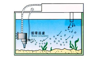 養龍魚真的可以改變風水嗎視頻：養龍魚可以改變家居風水嗎？