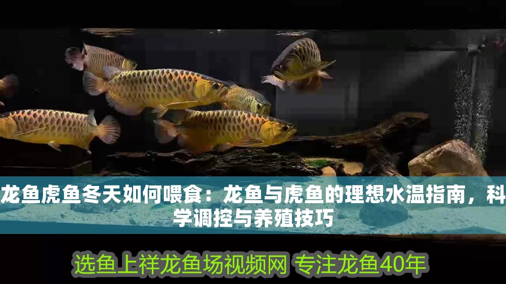 龍魚(yú)虎魚(yú)冬天如何喂食：龍魚(yú)與虎魚(yú)的理想水溫指南，科學(xué)調(diào)控與養(yǎng)殖技巧