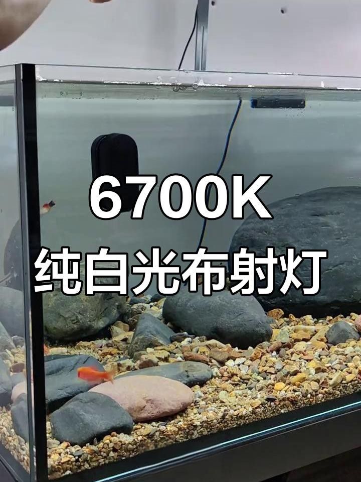 馬印龍魚燈哪個系列最好