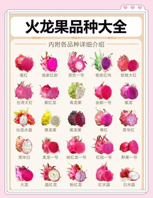 紅龍果哪個品種最有營養？