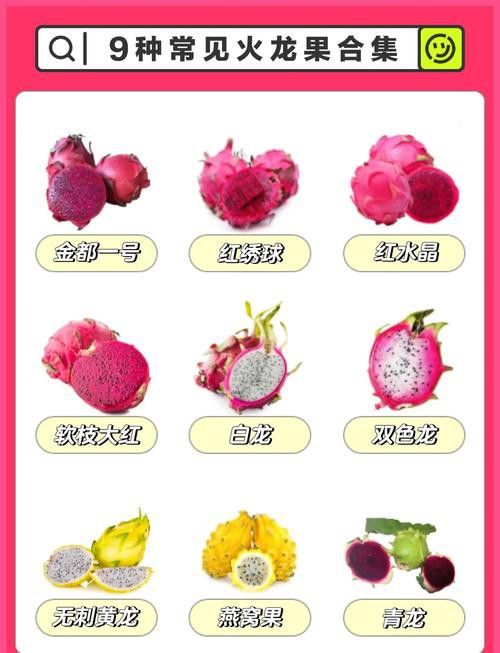 紅龍果哪個品種最有營養？