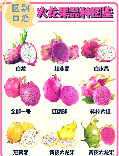 紅龍果哪個品種最有營養？