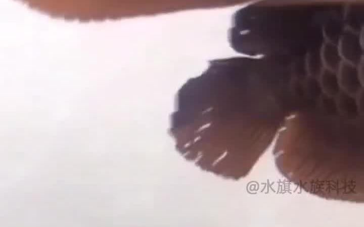 如何預防龍魚魚鰭感染？