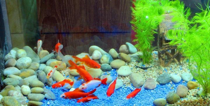 巴卡雷龍魚苗好養(yǎng)嗎
