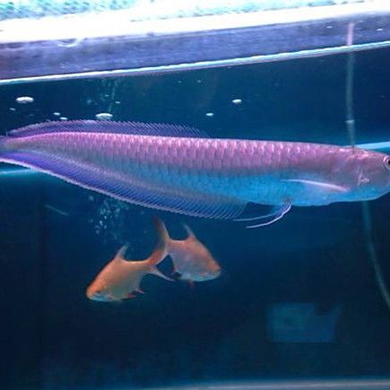 黑色龍魚(yú)是什么品種