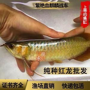印尼紅龍魚怎么查證書（印尼紅龍魚證書的查詢方法） 印尼紅龍魚怎么查證書（印尼紅龍魚證書的查詢方法） 龍魚百科 第5張