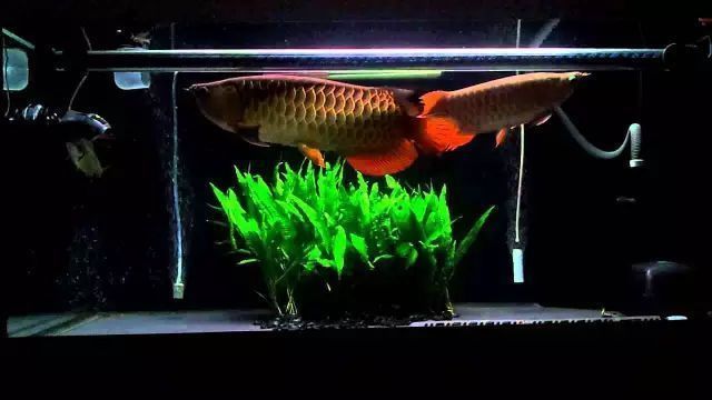 為什么養龍魚養單數