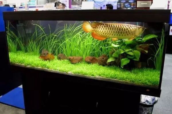 為什么養龍魚養單數