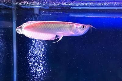 龍魚肚子里的卵能吃嗎：龍魚肚子里的卵能吃嗎詳情