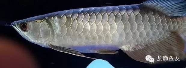 龍魚肚子里的卵能吃嗎：龍魚肚子里的卵能吃嗎詳情