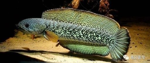 雷龍魚體積大小排行表（雷龍魚體型大小排行表）