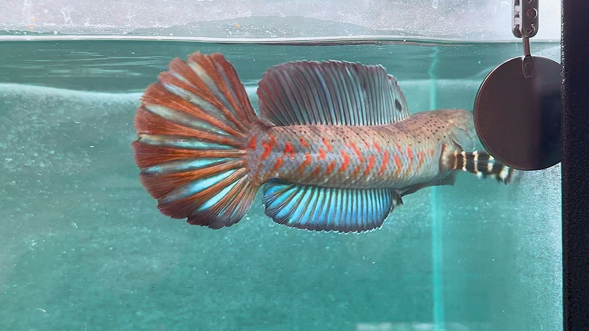 雷龍魚體積大小排行表（雷龍魚體型大小排行表）