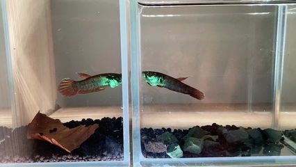 雷龍魚體積大小排行表（雷龍魚體型大小排行表）