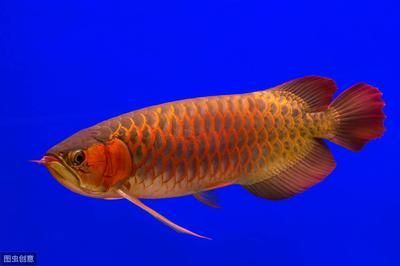 最漂亮金龍魚是什么魚啊，世界上最漂亮的金龍魚