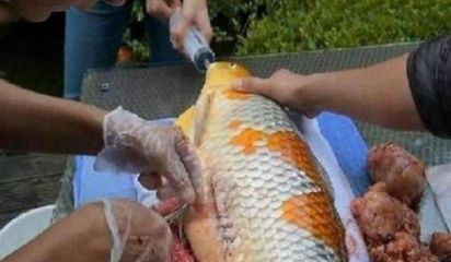 金龍魚眼睛手術后能吃嗎：金龍魚掉眼手術后能吃嗎