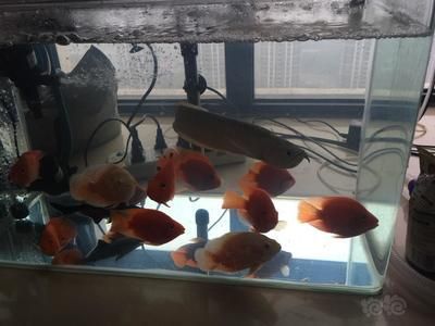 龍魚挪缸后一周沒開口不會立即死亡，可能對其健康產生影響：龍魚挪缸一周沒開口會死嗎