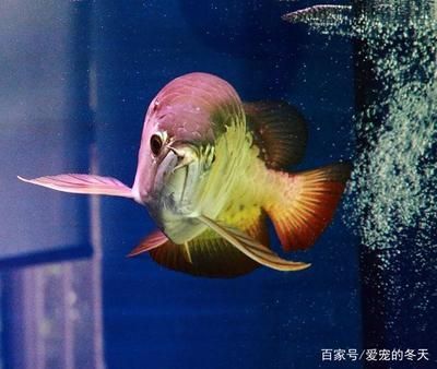 龍魚(yú)有什么好處：龍魚(yú)在風(fēng)水中的具體作用是什么龍魚(yú)在風(fēng)水中的具體作用