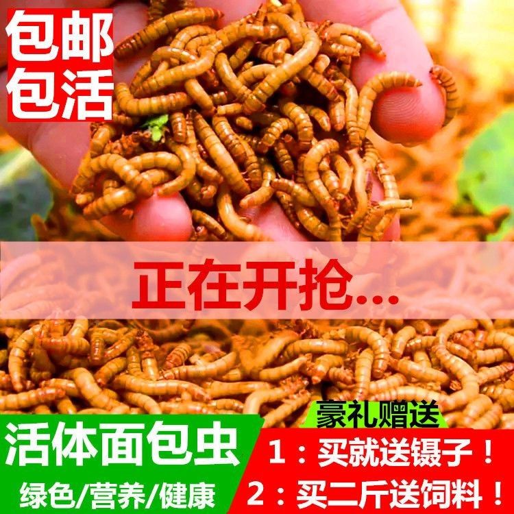 雷龍魚是不是保護動物