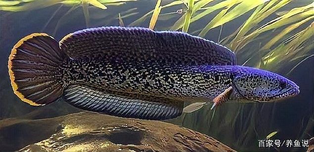 雷龍魚是不是保護動物