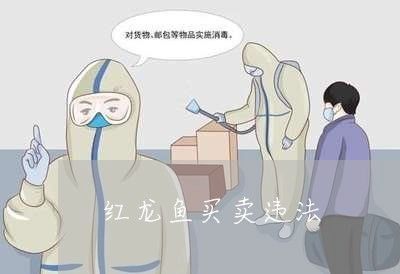 賣紅龍魚犯法嗎知乎：賣紅龍魚犯法嗎