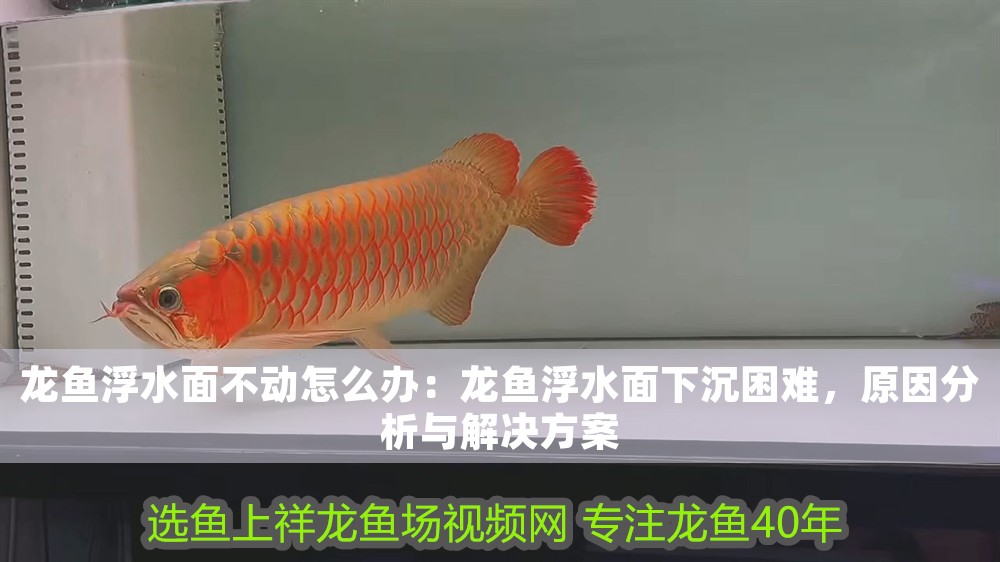 龍魚浮水面不動怎么辦:龍魚浮水面下沉困難,原因分析與解決方案 龍魚百科 第1張 龍魚浮水面不動怎么辦:龍魚浮水面下沉困難,原因分析與解決方案 龍魚浮水面不動怎么辦:龍魚浮水面下沉困難,原因分析與解決方案 龍魚百科 第1張