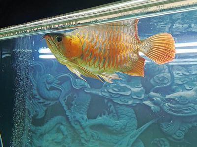 龍魚(yú)翹鱗（龍魚(yú)翹鱗怎么治療）