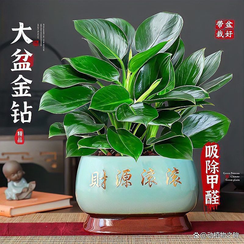 金鉆品種及圖片