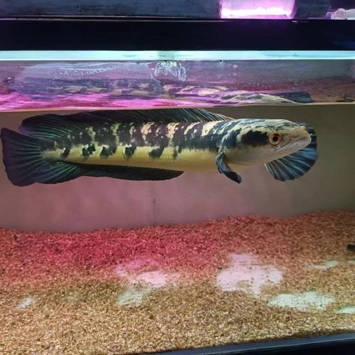 黑魔神能和龍魚混養嗎圖片